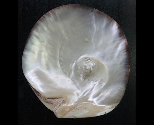 Robert Wan Pearl Museum, lipped_oyster_with_natural_pearl, Image by: Wmpearl Robert Wan Pearl Museum, lipped_oyster_with_natural_pearl, Image by: Wmpearl