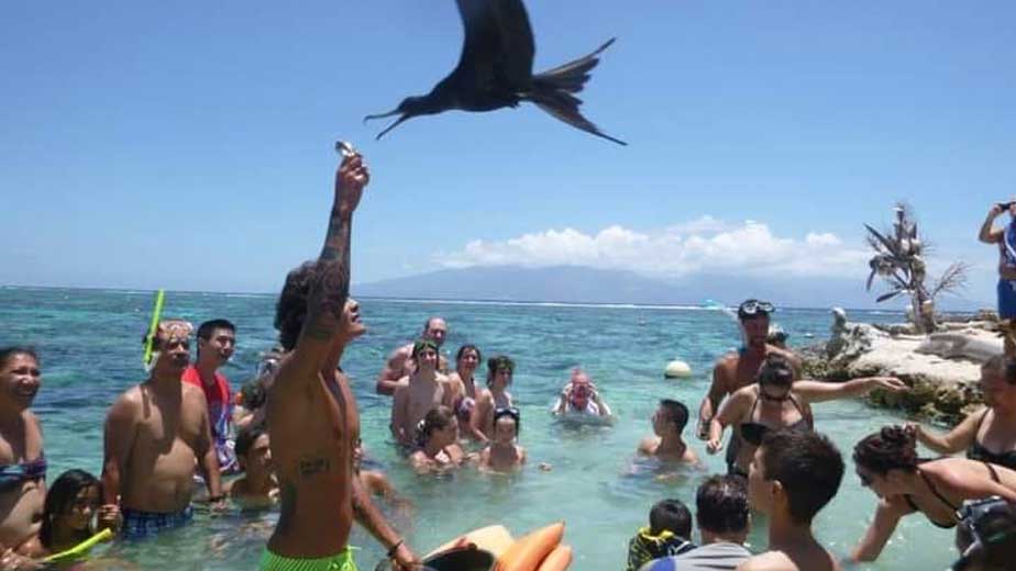 Lagoonarium Moorea, bird feeding