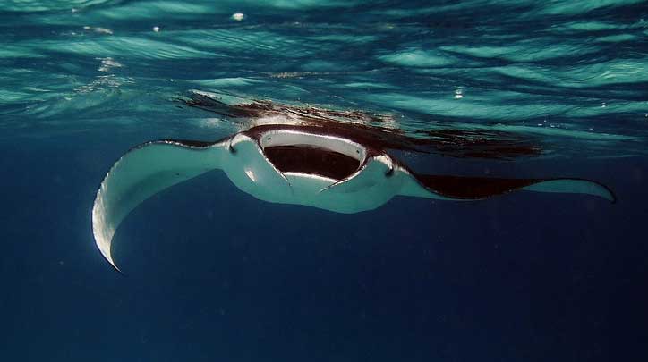 Leopard-Rays-Trench-Bora-Bora Leopard Rays Trench