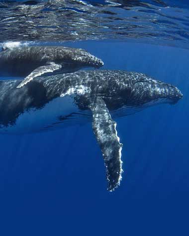 Moorea Half day Whale Tour