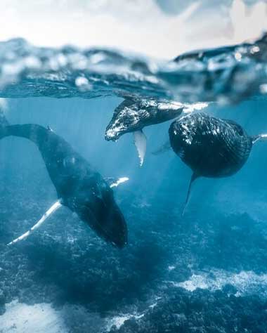 Moorea Humpback Whale and Marine Life watching