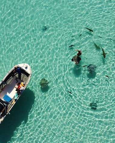 Moorea-snorkeling-excursion,-discovery-of-the-Lagoon-and-Fauna Moorea snorkeling excursion, discovery of the Lagoon and Fauna