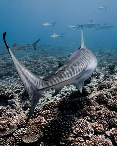 Pelagic-Shark-Safari Pelagic Shark Safari