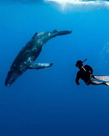 Swim with humpback whales, Moorea whale watching tours