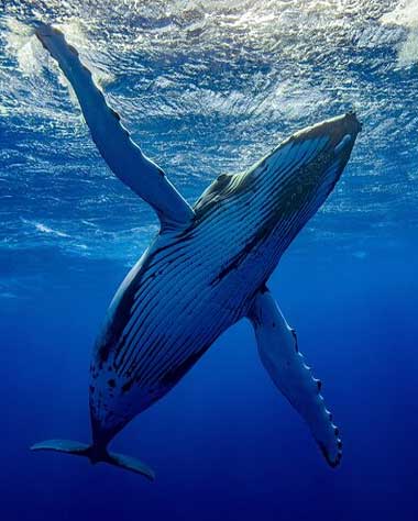 Swimming with Whales and Dolphins in Moorea