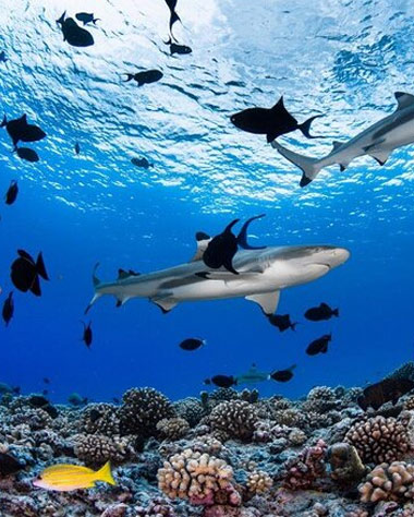 Tahiti-2-tank-Certified-Scuba-Dive Tahiti 2-tank Certified Scuba Dive