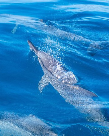Tahiti-Boat-Excursion-Dolphin-watching Tahiti Boat Excursion Dolphin watching