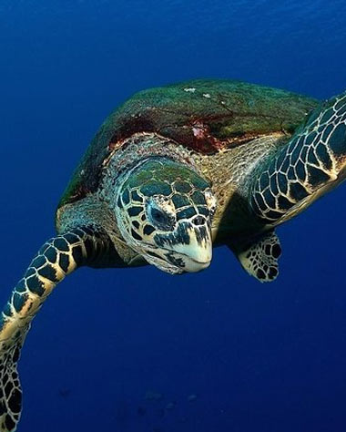 Tahiti Snorkeling Tour small group Turtle watching