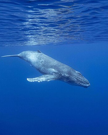 Tahiti-Swim-with-whales Tahiti swim with whales