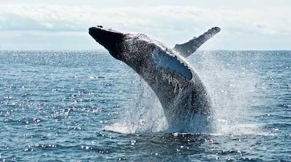 Moorea whale watching tours