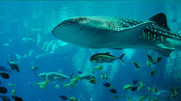 tahiti-Whale-watching-Tours Tahiti whale watching tours