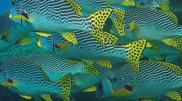 tahiti-diving-tours Tahiti diving tours